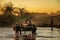 Zebu cart crossing the river