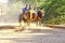 Zebu cart on the sandy road going through the Avenida the Baobab