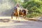 Zebu cart on the sandy road going through the Avenida the Baobab