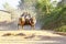 Zebu cart on the sandy road going through the Avenida the Baobab