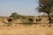 Zebu cattle in the clay desert