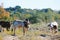 Zebu cattle family on farm in Texas.