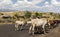 Zebu cattle on highway. Omo valley near Konso, Ethiopia