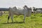 Zebu cattle, of the Nelore breed, in the pasture