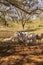 Zebu Cattle in pasture, Costa Rica