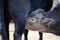 Zebu Cow Baby Breast-feed Stock Photo