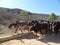 Zebu cow on the Beach in Madagascar