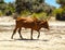 Zebu cow on the Beach in Madagascar