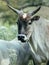 Zebu Cow with Horns and White Spot on Forehead