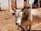 Zebu, cow light brown colored, a species of cattle, Madagascar