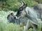 Zebu Cow Mother and Calf in White Milkweeds