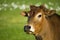 Zebu cow portrait