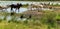 Zebu domestic cattle Riding animals watering place  Sri Lanka