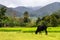 Zebu in a field in Masoala