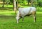 Zebu the indian bull cow big horn livestock.