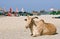 Zebu (Indian humped ox) is laying on the beach