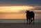 Zebu (Indian humped ox) is standing on the beach