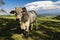 Zebu Nellore bull in the pasture area of a beef cattle farm