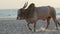 ZeBu in the sandy beach of Goa