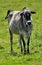 Zebu, sometimes known as humped cattle