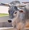 Zebu, sometimes known as humped cattle, indicus cattle, Cebu or Brahmin cattle