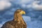 Zeearend volwassen; White-tailed Eagle adult