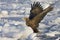 Zeearend volwassen; White-tailed Eagle adult