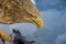 Zeearend volwassen; White-tailed Eagle adult