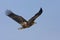 Zeearend volwassen; White-tailed Eagle adult