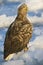 Zeearend, White-tailed Eagle, Haliaeetus albicilla