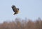 Zeearend, White-tailed Eagle, Haliaeetus albicilla