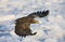 Zeearend, White-tailed Eagle, Haliaeetus albicilla