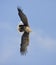 Zeearend, White-tailed Eagle, Haliaeetus albicilla