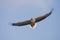 Zeearend, White-tailed Eagle, Haliaeetus albicilla