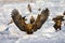 Zeearend, White-tailed Eagle, Haliaeetus albicilla