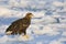 Zeearend, White-tailed Eagle, Haliaeetus albicilla