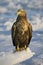 Zeearend, White-tailed Eagle, Haliaeetus albicilla