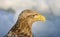 Zeearend, White-tailed Eagle, Haliaeetus albicilla