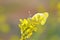 Zegris eupheme , the sooty orange tip butterfly , butterflies of Iran