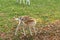 Zeist, Utrecht/The Netherlands - October 21 2018: Young deer sniffing its behind