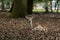Zeist, Utrecht/The Netherlands - September 12 2020: A deer lying down on the forest floor looking at the camera and warning other