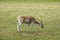 Zeist, Utrecht/The Netherlands - September 12 2020: A deer searching for fresh acorns in the green grass at the edge of the forest