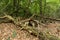 Zeist, Utrecht/The Netherlands - September 12 2020: Old fallen treess and branches on the forest floor without leafs and without