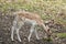 Zeist, Utrecht/The Netherlands - September 12 2020: A very young deer sniffing some green bits of grass on the forest floor