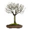 Zelkova bonsai tree, isolated