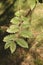 Zelkova carpinifolia, beautiful green foliage in sunlight