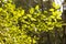 Zelkova carpinifolia, beautiful green foliage in sunlight