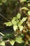 Zelkova carpinifolia, beautiful green foliage in sunlight