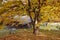 Zelkova serrata Tree in front of prehistoric house in autumn wit