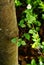 Zelkova tree leaves